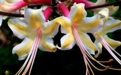 Millie Mac Native Azalea (Rhododendron) - 3 Gallon Pot 11 Millie Mac Native Azalea (Rhododendron) - 3 Gallon Pot -Garden Outdoor Plant Store rhododendron millie mac native azalea 15