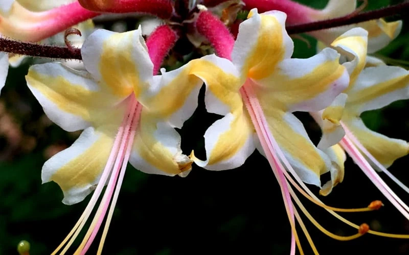 Millie Mac Native Azalea (Rhododendron) - 3 Gallon Pot 6 Millie Mac Native Azalea (Rhododendron) - 3 Gallon Pot - Image 4