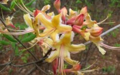 Millie Mac Native Azalea (Rhododendron) - 3 Gallon Pot 12 Millie Mac Native Azalea (Rhododendron) - 3 Gallon Pot -Garden Outdoor Plant Store rhododendron millie mac native azalea 2