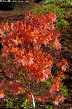 Pat Ryan Aromi Azalea (Rhododendron Hybrid) - 1 Gallon Pot -Garden Outdoor Plant Store rhododendron pat ryan native azalea 104