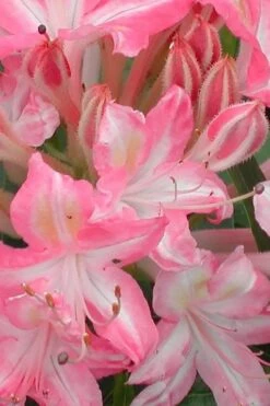 Ribbon Candy Swamp Azalea (Rhododendron Viscosum) - 1 Gallon Pot -Garden Outdoor Plant Store rhododendron viscosum ribbon candy swamp azalea 1 1