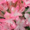 Ribbon Candy Swamp Azalea (Rhododendron Viscosum) - 1 Gallon Pot 2 Ribbon Candy Swamp Azalea (Rhododendron Viscosum) - 1 Gallon Pot -Garden Outdoor Plant Store rhododendron viscosum ribbon candy swamp azalea 2 1