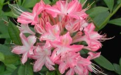 Ribbon Candy Swamp Azalea (Rhododendron Viscosum) - 1 Gallon Pot -Garden Outdoor Plant Store rhododendron viscosum ribbon candy swamp azalea 3 1