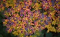 Ribbon Candy Swamp Azalea (Rhododendron Viscosum) - 3 Gallon Pot 13 Ribbon Candy Swamp Azalea (Rhododendron Viscosum) - 3 Gallon Pot -Garden Outdoor Plant Store rhododendron viscosum swamp azalea 3