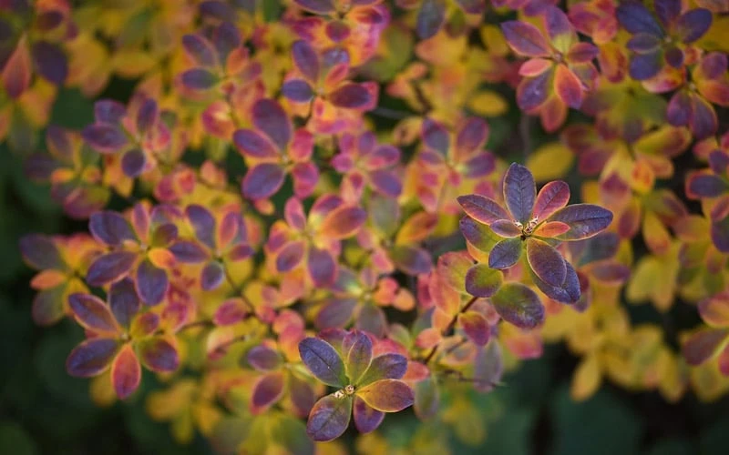 Ribbon Candy Swamp Azalea (Rhododendron Viscosum) - 3 Gallon Pot 8 Ribbon Candy Swamp Azalea (Rhododendron Viscosum) - 3 Gallon Pot - Image 6