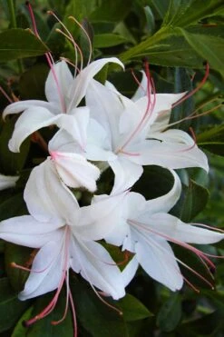 Weston's Innocence Fragrant Swamp Azalea (Rhododendron) - 3 Gallon Pot -Garden Outdoor Plant Store rhododendron viscosum westons innocence native azalea 1