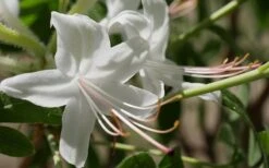 Weston's Innocence Fragrant Swamp Azalea (Rhododendron) - 3 Gallon Pot -Garden Outdoor Plant Store rhododendron viscosum westons innocence swamp azalea 1