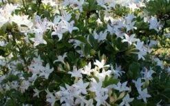 Weston's Innocence Fragrant Swamp Azalea (Rhododendron) - 3 Gallon Pot -Garden Outdoor Plant Store rhododendron viscosum westons innocence swamp azalea 3