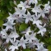 Weston's Innocence Fragrant Swamp Azalea (Rhododendron) - 3 Gallon Pot 1 Weston's Innocence Fragrant Swamp Azalea (Rhododendron) - 3 Gallon Pot -Garden Outdoor Plant Store rhododendron viscosum westons innocence swamp azalea 5