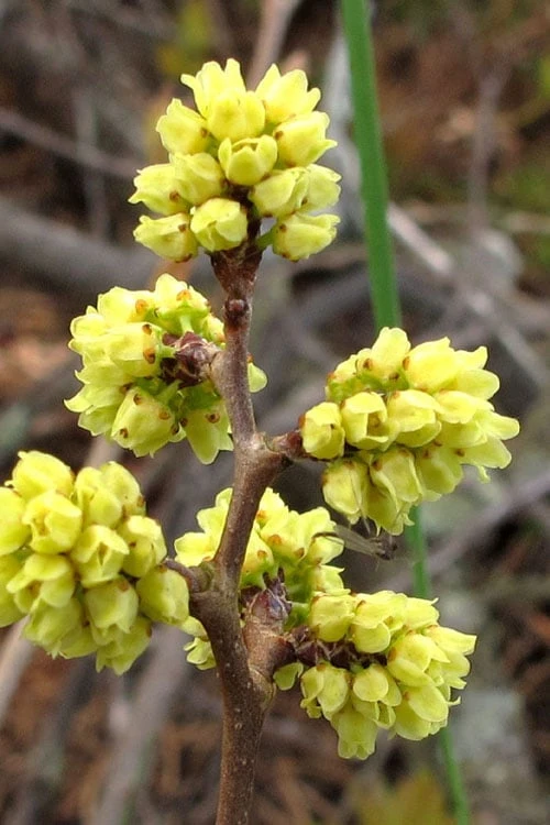 Fragrant Sumac (Rhus Aromatica) - 3 Gallon Pot 3 Fragrant Sumac (Rhus Aromatica) - 3 Gallon Pot