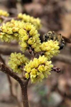 Fragrant Sumac (Rhus Aromatica) - 3 Gallon Pot 19 Fragrant Sumac (Rhus Aromatica) - 3 Gallon Pot -Garden Outdoor Plant Store rhus aromatica fragrant sumac 2