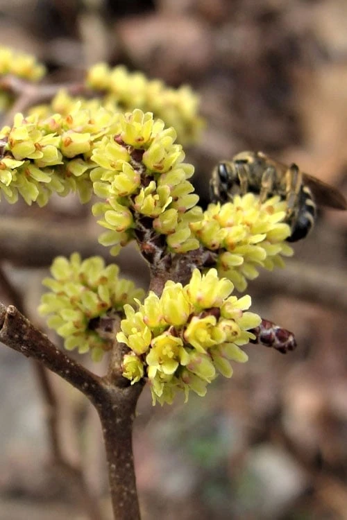 Fragrant Sumac (Rhus Aromatica) - 3 Gallon Pot 11 Fragrant Sumac (Rhus Aromatica) - 3 Gallon Pot - Image 9