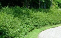 Fragrant Sumac (Rhus Aromatica) - 3 Gallon Pot 18 Fragrant Sumac (Rhus Aromatica) - 3 Gallon Pot -Garden Outdoor Plant Store rhus aromatica fragrant sumac 7