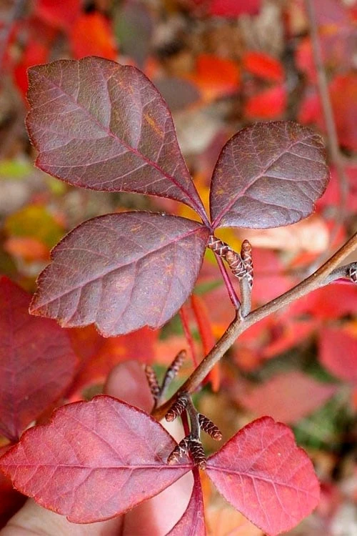 Fragrant Sumac (Rhus Aromatica) - 3 Gallon Pot 9 Fragrant Sumac (Rhus Aromatica) - 3 Gallon Pot - Image 7