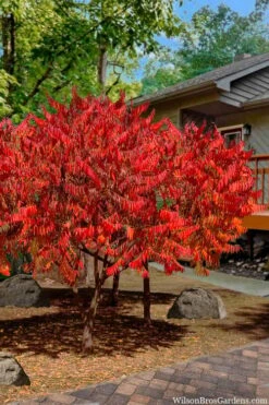 Staghorn Sumac (Rhus Typhina) - 3 Gallon Pot 14 Staghorn Sumac (Rhus Typhina) - 3 Gallon Pot -Garden Outdoor Plant Store rhus typhina staghorn sumac 10