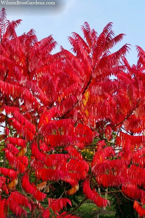 Staghorn Sumac (Rhus Typhina) - 3 Gallon Pot 3 Staghorn Sumac (Rhus Typhina) - 3 Gallon Pot