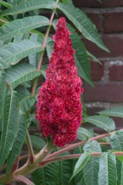 Staghorn Sumac (Rhus Typhina) - 3 Gallon Pot 16 Staghorn Sumac (Rhus Typhina) - 3 Gallon Pot -Garden Outdoor Plant Store rhus typhina staghorn sumac 2