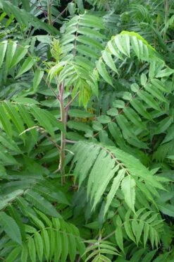 Staghorn Sumac (Rhus Typhina) - 3 Gallon Pot 15 Staghorn Sumac (Rhus Typhina) - 3 Gallon Pot -Garden Outdoor Plant Store rhus typhina staghorn sumac 3