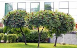 Staghorn Sumac (Rhus Typhina) - 3 Gallon Pot 13 Staghorn Sumac (Rhus Typhina) - 3 Gallon Pot -Garden Outdoor Plant Store rhus typhina staghorn sumac 5