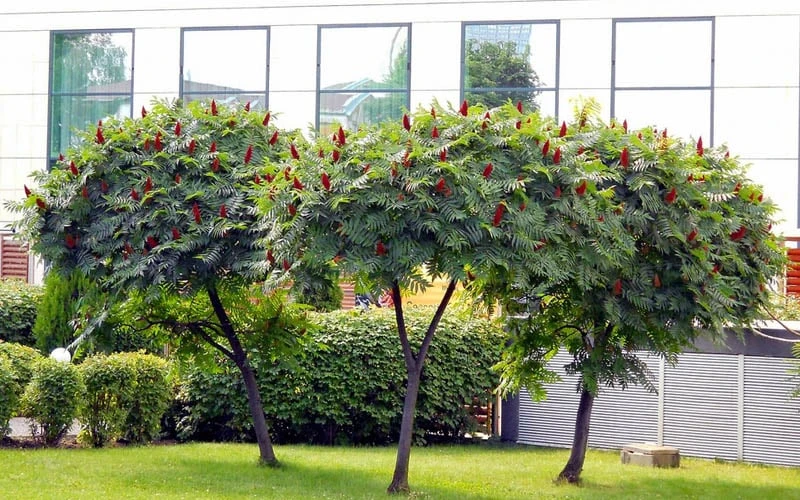 Staghorn Sumac (Rhus Typhina) - 3 Gallon Pot 6 Staghorn Sumac (Rhus Typhina) - 3 Gallon Pot - Image 4