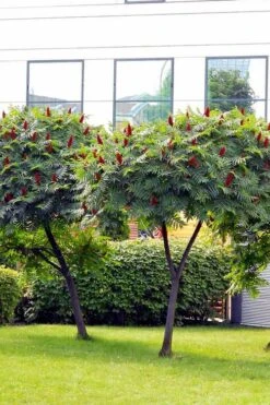 Staghorn Sumac (Rhus Typhina) - 3 Gallon Pot 17 Staghorn Sumac (Rhus Typhina) - 3 Gallon Pot -Garden Outdoor Plant Store rhus typhina staghorn sumac 7