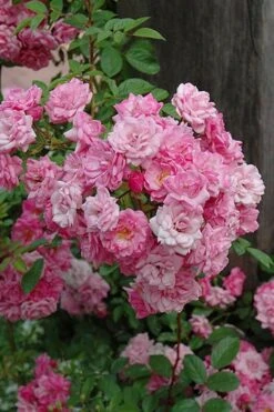 Peggy Martin Climbing Rose - 7 Gallon Pot 20 Peggy Martin Climbing Rose - 7 Gallon Pot -Garden Outdoor Plant Store rosa peggy martin climbing rose 1