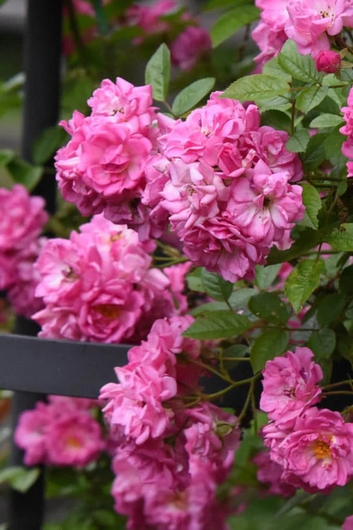 Peggy Martin Climbing Rose - 7 Gallon Pot 7 Peggy Martin Climbing Rose - 7 Gallon Pot - Image 5