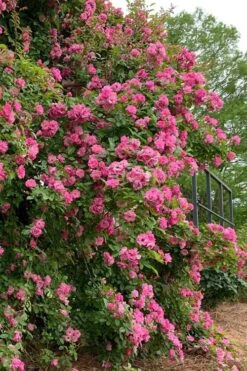 Peggy Martin Climbing Rose - 7 Gallon Pot 22 Peggy Martin Climbing Rose - 7 Gallon Pot -Garden Outdoor Plant Store rosa peggy martin climbing rose 2