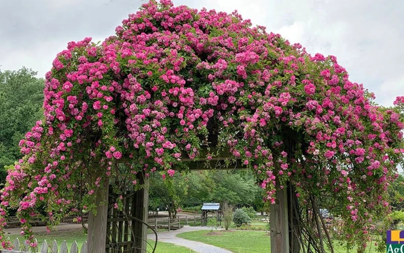 Peggy Martin Climbing Rose - 7 Gallon Pot 8 Peggy Martin Climbing Rose - 7 Gallon Pot - Image 6