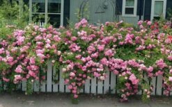 Peggy Martin Climbing Rose - 7 Gallon Pot 16 Peggy Martin Climbing Rose - 7 Gallon Pot -Garden Outdoor Plant Store rosa peggy martin climbing rose 8