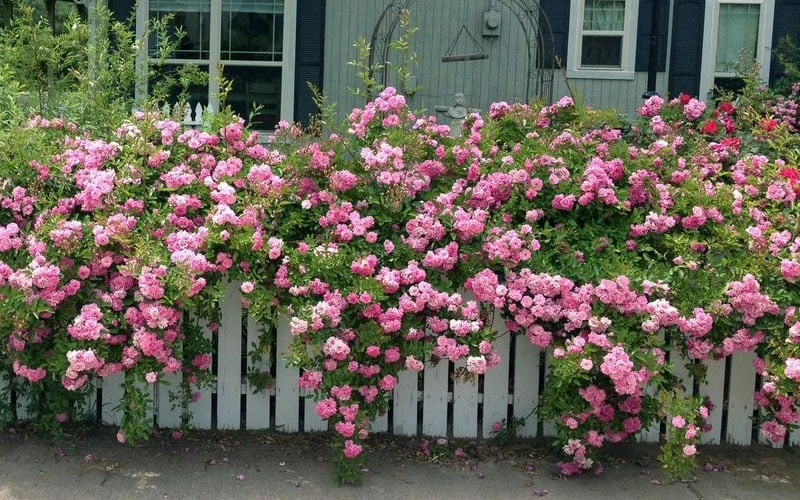 Peggy Martin Climbing Rose - 7 Gallon Pot 6 Peggy Martin Climbing Rose - 7 Gallon Pot - Image 4