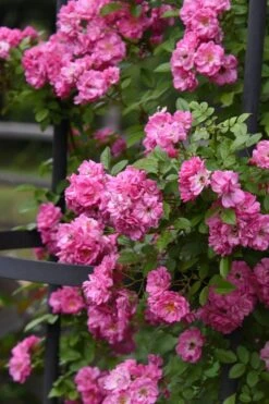Peggy Martin Climbing Rose - 7 Gallon Pot 19 Peggy Martin Climbing Rose - 7 Gallon Pot -Garden Outdoor Plant Store rosa peggy martin climbing rose 9
