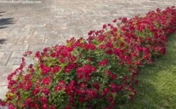 Red Drift Groundcover Rose - 1 Gallon Pot 14 Red Drift Groundcover Rose - 1 Gallon Pot -Garden Outdoor Plant Store rosa red drift dwarf rose 100