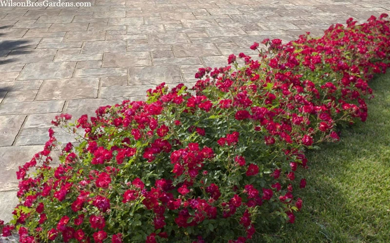 Red Drift Groundcover Rose - 1 Gallon Pot 8 Red Drift Groundcover Rose - 1 Gallon Pot - Image 6