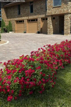 Red Drift Groundcover Rose - 1 Gallon Pot 12 Red Drift Groundcover Rose - 1 Gallon Pot -Garden Outdoor Plant Store rosa red drift dwarf rose 101