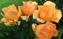 Easy Going Rose - 3 Gallon Pot -Garden Outdoor Plant Store rose easy going 2 800x500 1