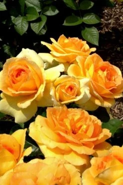 Easy Going Rose - 3 Gallon Pot -Garden Outdoor Plant Store rose easy going 20