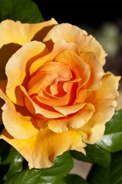 Easy Going Rose - 3 Gallon Pot -Garden Outdoor Plant Store rose easy going 21