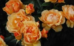 Easy Going Rose - 3 Gallon Pot -Garden Outdoor Plant Store rose easy going 22