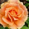 Easy Going Rose - 3 Gallon Pot 1 Easy Going Rose - 3 Gallon Pot -Garden Outdoor Plant Store rose easy going 23