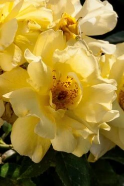 Lemon Drift Groundcover Rose - 1 Gallon Pot 11 Lemon Drift Groundcover Rose - 1 Gallon Pot -Garden Outdoor Plant Store rose lemon drift 1