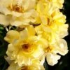 Lemon Drift Groundcover Rose - 1 Gallon Pot -Garden Outdoor Plant Store rose lemon drift 3
