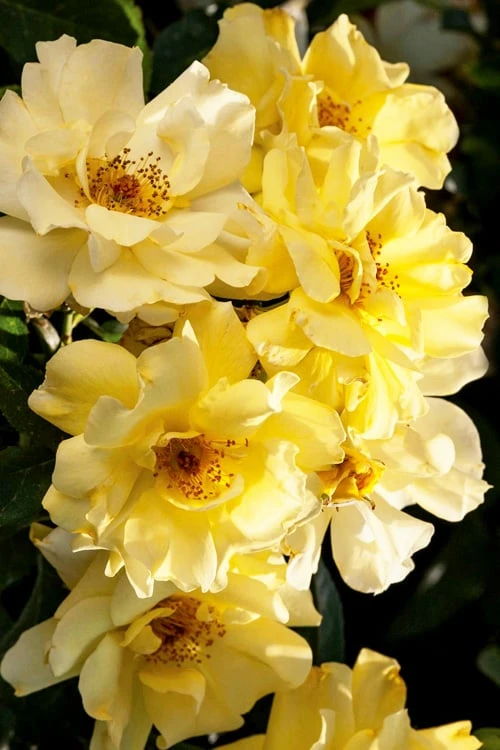 Lemon Drift Groundcover Rose - 1 Gallon Pot 3 Lemon Drift Groundcover Rose - 1 Gallon Pot