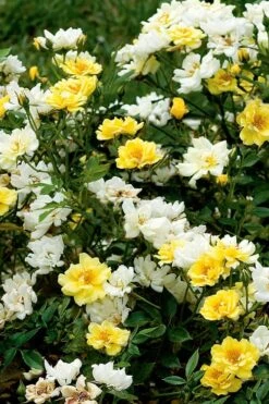 Lemon Drift Groundcover Rose - 1 Gallon Pot 12 Lemon Drift Groundcover Rose - 1 Gallon Pot -Garden Outdoor Plant Store rose lemon drift 5