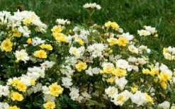 Lemon Drift Groundcover Rose - 1 Gallon Pot 13 Lemon Drift Groundcover Rose - 1 Gallon Pot -Garden Outdoor Plant Store rose lemon drift 6