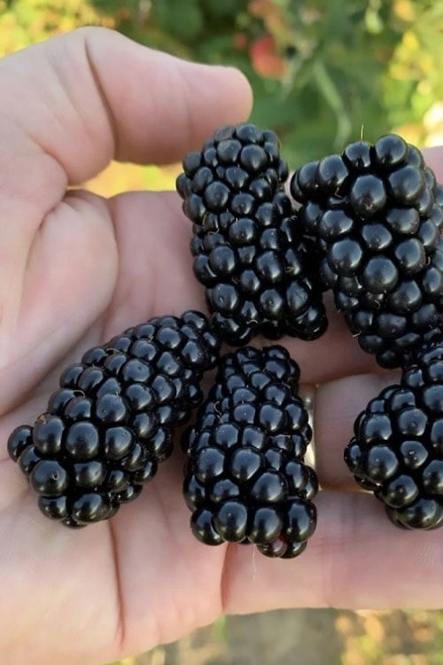 Prime Ark Horizon Blackberry Plant - 1 Gallon Pot 3 Prime Ark Horizon Blackberry Plant - 1 Gallon Pot