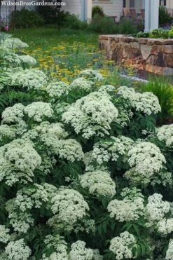 American Elderberry (Sambucus Nigra Canadensis) - 6 Pack Of 1 Gallon Pots -Garden Outdoor Plant Store sambucus nigra canadensis common elderberry 12