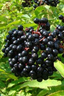 American Elderberry (Sambucus Nigra Canadensis) - 6 Pack Of 1 Gallon Pots -Garden Outdoor Plant Store sambucus nigra canadensis common elderberry 4