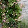 Rose Sensation Pink Climbing Hydrangea Vine - 1 Gallon Pot -Garden Outdoor Plant Store schizophragma hydrangeoides rose sensation climbing hydrangea 101