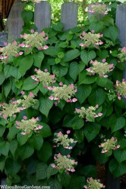 Rose Sensation Pink Climbing Hydrangea Vine - 1 Gallon Pot -Garden Outdoor Plant Store schizophragma hydrangeoides rose sensation climbing hydrangea 104